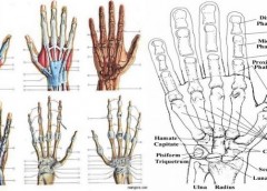 El ve El Bileği Anatomisi